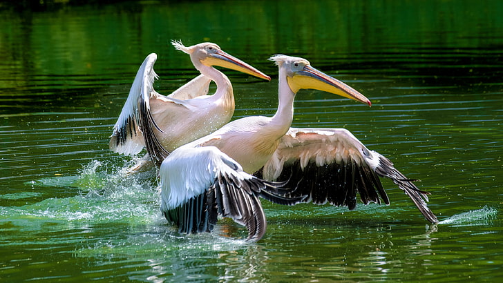 Розови пеликани в езерото в Националния зоологически парк Вашингтон Съединени щати Desktop Hd Wallpaper за мобилни телефони Таблет и компютър 3840 × 2160, HD тапет