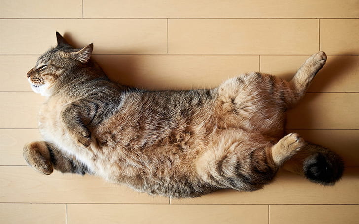 Cat lying on the floor to sleeping, black tabby cat, Cat, Lying, Floor, Sleeping, HD wallpaper