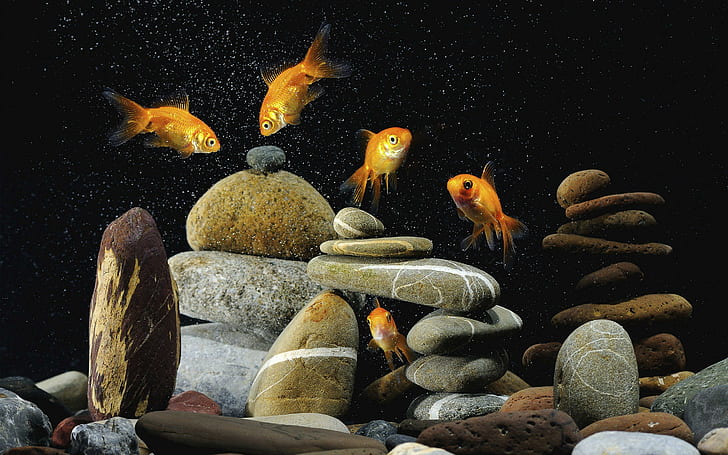 Underwater World Stones Latar Belakang Desktop Ikan, ikan, latar belakang, desktop, batu, bawah air, dunia, Wallpaper HD