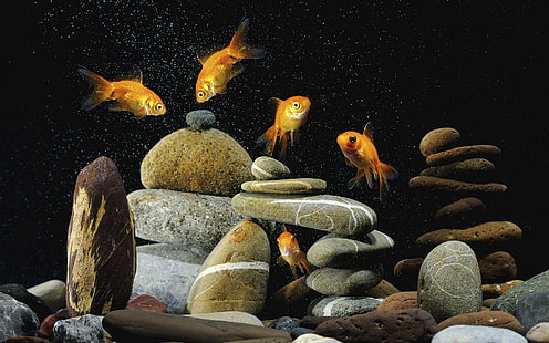 Underwater World Stones Latar Belakang Desktop Ikan, ikan, latar belakang, desktop, batu, bawah air, dunia, Wallpaper HD HD wallpaper