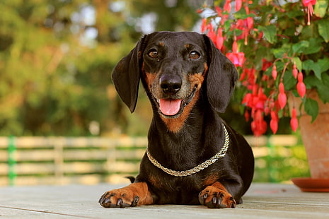 adult black and brown dachshund, dog, dachshund, face, holiday, collar, HD wallpaper HD wallpaper