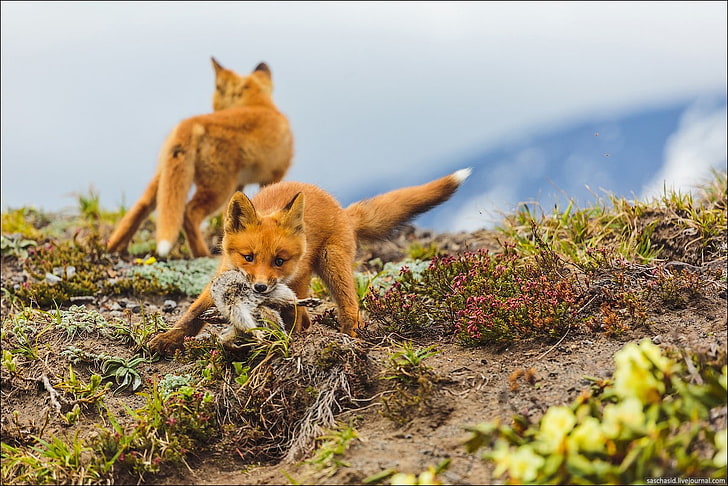 Fuchs, Tiere, Tierbabys, HD-Hintergrundbild