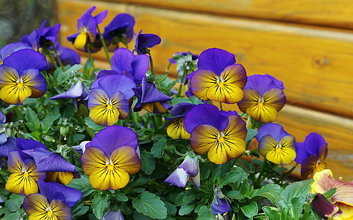 Pensamiento Flores Primavera Color Azul Amarillo Flores Naturaleza Fondo de pantalla Hd 3840 × 2400, Fondo de pantalla HD HD wallpaper