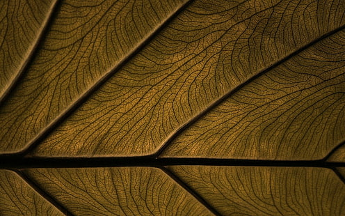 текстура, дерево, деревянная поверхность, HD обои HD wallpaper