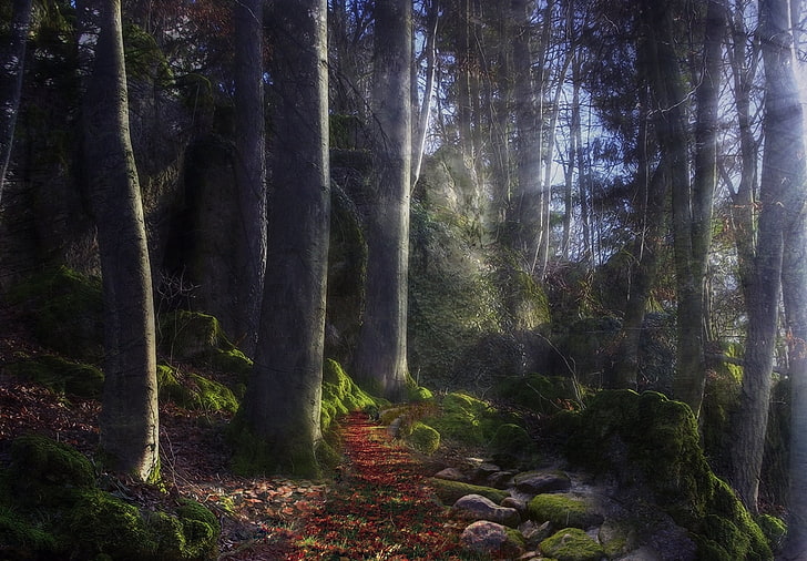 Ilustración de árboles, sendero, madera, vigas, sol, luz, piedras, camino, misterioso, musgo, Fondo de pantalla HD
