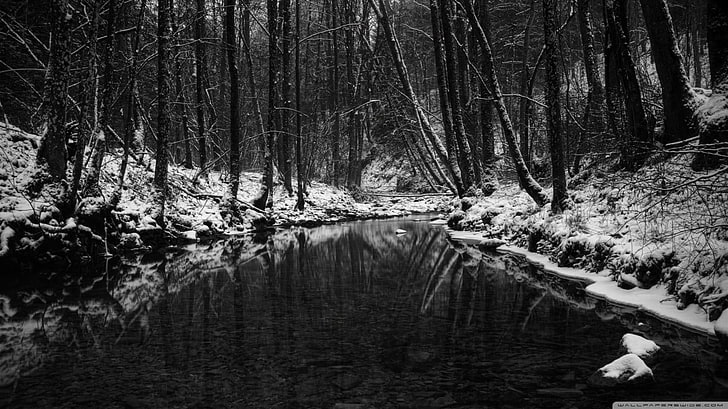 body of water, river, forest, snow, ice, monochrome, winter, HD wallpaper