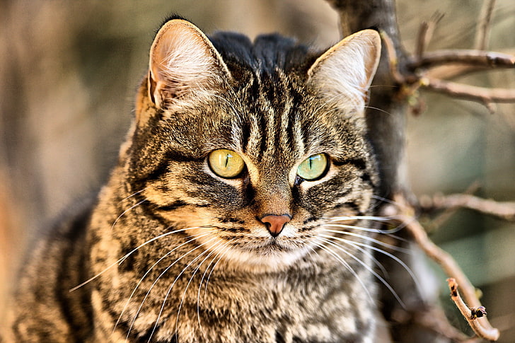 gato atigrado marrón, gato, hocico, ojos, Fondo de pantalla HD