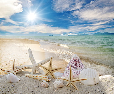 ракушки и морские звезды на берегу берега обои, песок, море, пляж, солнце, звёзды, ракушка, лето, солнце, небо, ракушки, морские звезды, HD обои HD wallpaper