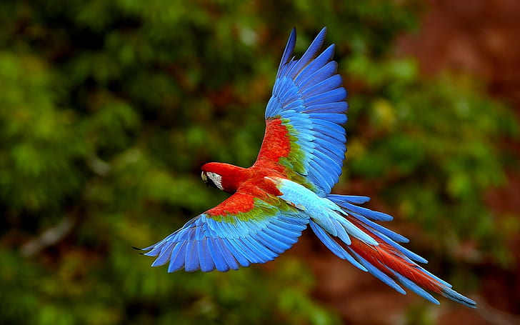 birds, Exotic, Macaws, parrot, HD wallpaper