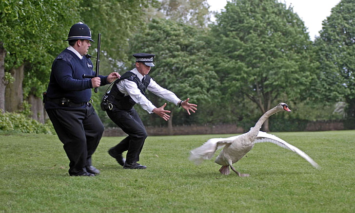 trees grass police swans hot fuzz simon pegg nick frost Nature Trees HD Art , grass, Trees, Hot Fuzz, Simon Pegg, swans, police, HD wallpaper