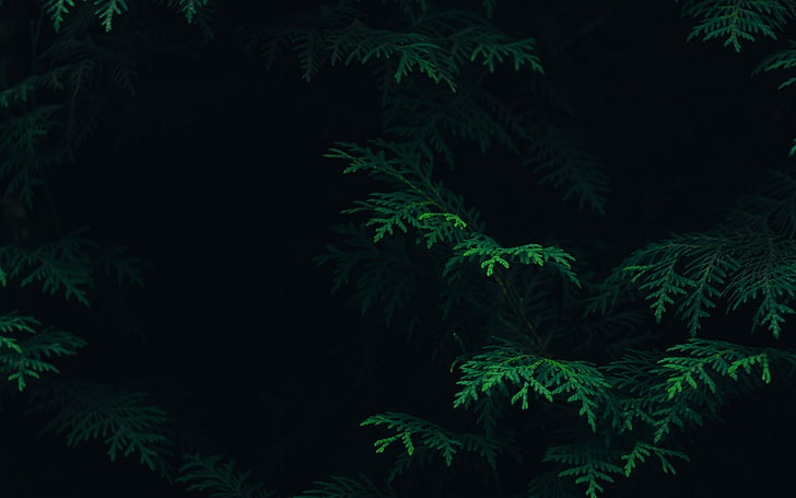дерево, лист, зеленый, узор, природа, темнота, HD обои