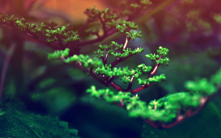 ภาพถ่ายโฟกัสเฉพาะของต้นไม้ใบสีเขียวธรรมชาติพืชบอนไซระยะชัดลึก, วอลล์เปเปอร์ HD