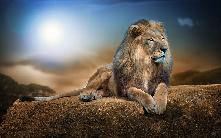lion animal, lion, animals, nature, wildlife, rock, digital art, big cats, HD wallpaper