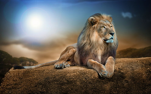 lion animal, lion, animals, nature, wildlife, rock, digital art, big cats, HD wallpaper HD wallpaper