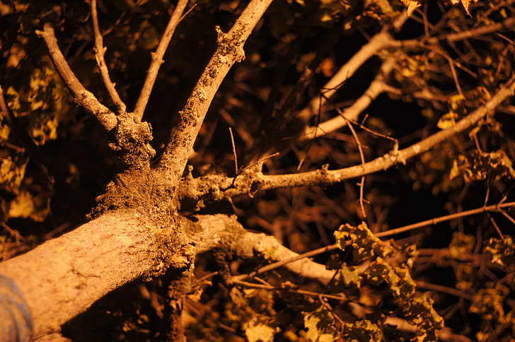 night, nature, trees, HD wallpaper