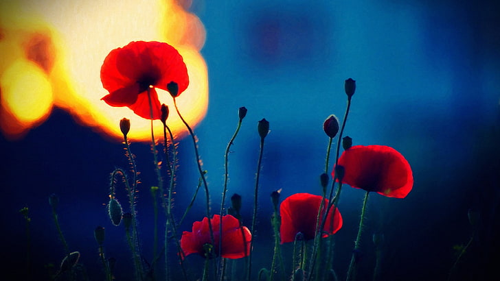lámpara colgante roja y blanca, amapolas, profundidad de campo, flores rojas, flores, naturaleza, luz solar, Fondo de pantalla HD