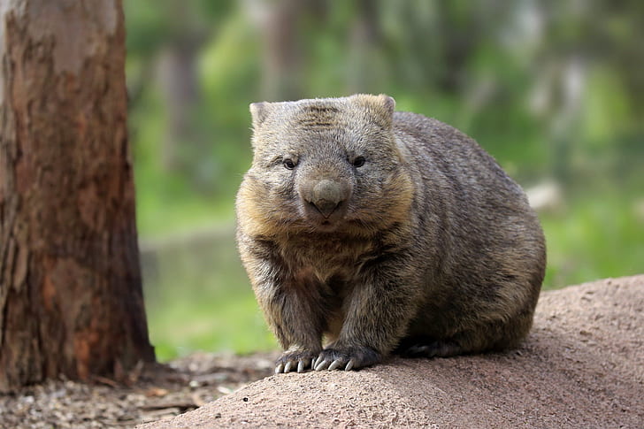 Austrália, Australian Wombat, Wombat, HD papel de parede