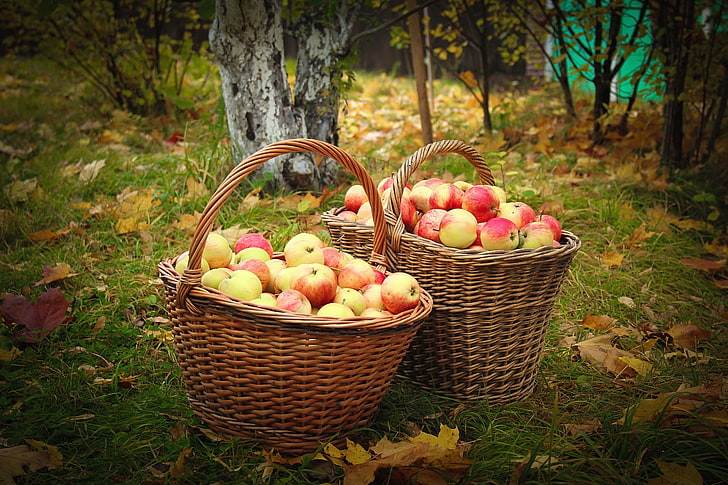 bunch of apple lot, autumn, apples, garden, basket, HD wallpaper