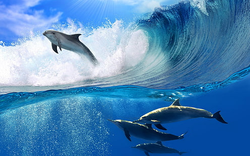 الدلافين تسبح ، عرض الدلافين ، عرض الدلافين ، دلافين البحر، خلفية HD HD wallpaper