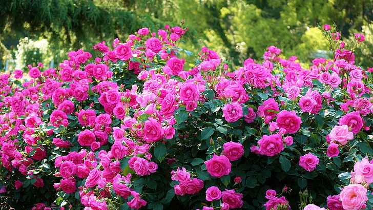 червени розови цветя, рози, Япония, Киото, храстите, Ботаническата градина, Ботаническата градина в Киото, HD тапет