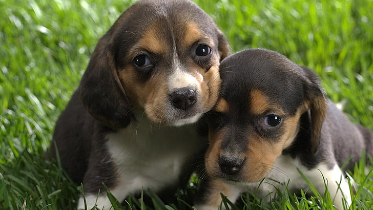 Zwei schwarz-braune Welpen, Welpen, Beagles, Hund, Tierbabys, Tiere, HD-Hintergrundbild