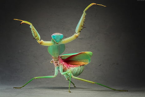 Mantis, green, HD wallpaper HD wallpaper