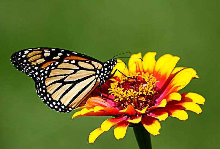 макро фотография на пеперуда върху венчелистче цвете, оранжево, макро фотография, венчелистче, цвете, пеперуда монарх, жълто, насекомо, пеперуда - насекомо, природа, животно крило, красота в природата, животно, лято, многоцветни, едър план, HD тапет
