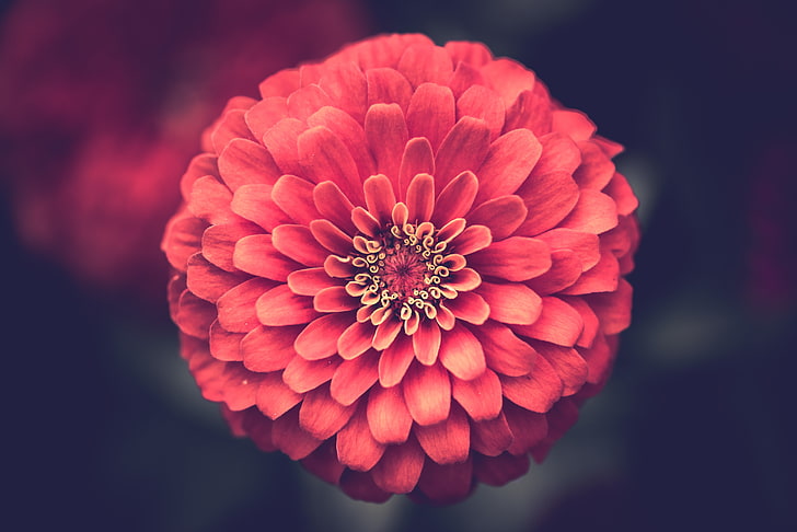 bunga zinnia merah, zinnia, kelopak, close-up, Wallpaper HD