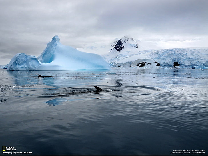 National Geographic, wieloryb, góra lodowa, morze, Antarktyda, śnieg, fale, ssaki, Arktyka, krajobraz, przyroda, Tapety HD