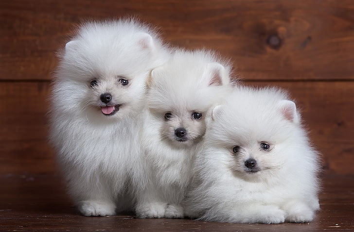 three long-coated white dogs, white, fluffy, puppy, trio, Spitz, HD wallpaper