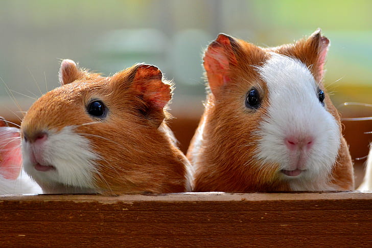 two brown-and-white Guinea pigs on box during daytime, guinea-pigs, guinea-pigs, Nogeyama Zoo, brown, white, pigs, box, daytime, Nishi-Ku, Nogeyama-Zoo, Animal, Animals, mammal, Guinea-Pig, guinea Pig, rodent, cute, pets, small, guinea, HD wallpaper