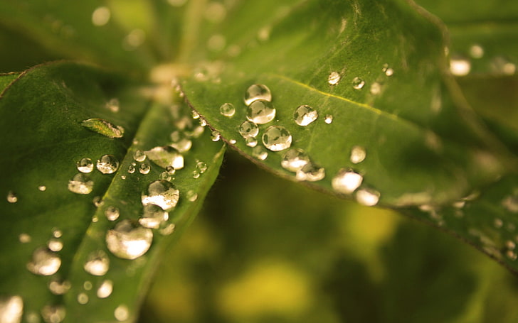 green leafed plant and water dews, leaves, drops, dew, blurred, HD wallpaper