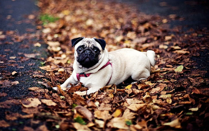 Pug sitting in the leaves, fawn pug, animals, 1920x1200, HD wallpaper