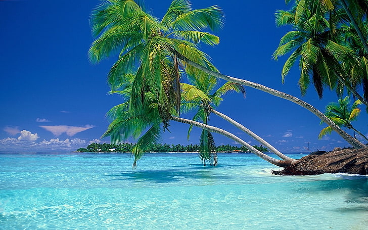 green coconut palm tree, nature, landscape, beach, tropical, sea, vacation, summer, palm trees, water, HD wallpaper