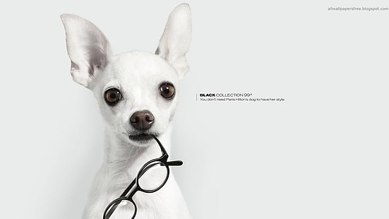 white Chihuahua, artwork, commercial, glasses, dog, animals, HD wallpaper HD wallpaper