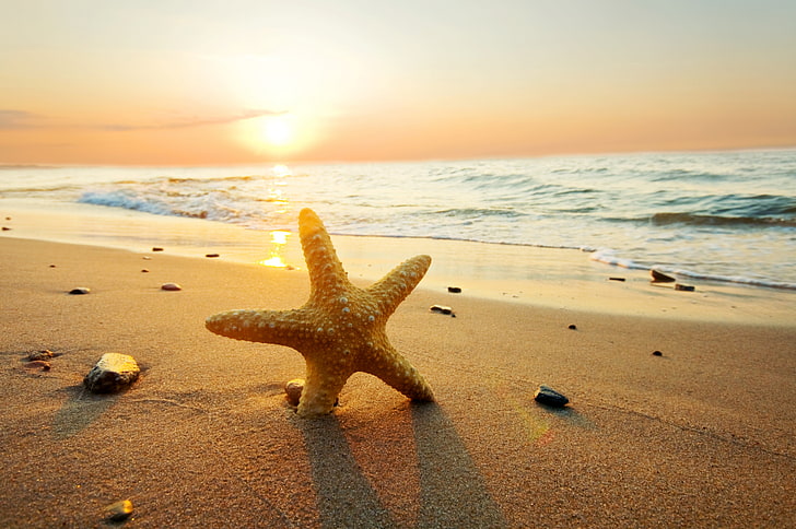 кафява морска звезда, море, плаж, лято, небе, облаци, залез, природа, океан, слънце, пясък, морска звезда, HD тапет