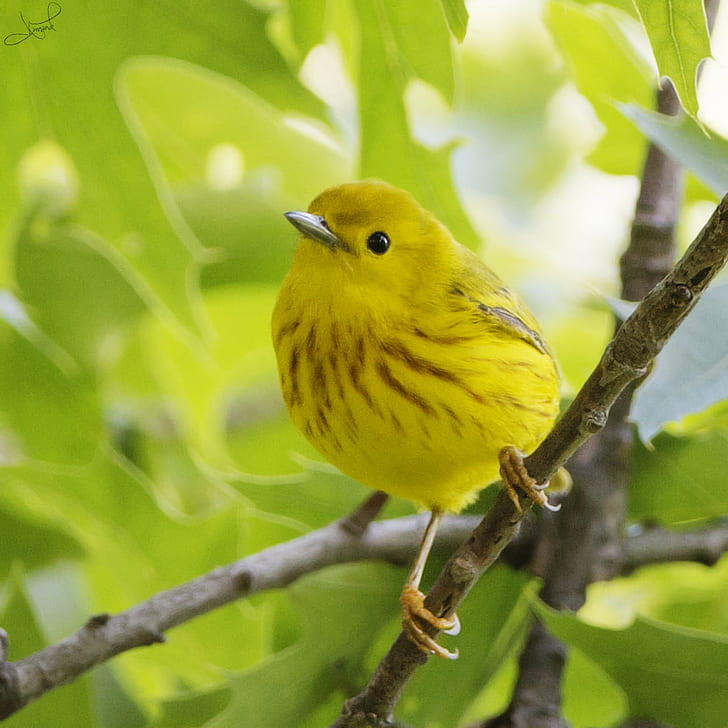 żółty ptak na gałęzi drzewa w ciągu dnia, żółta wodniczka, żółta gajówka, ptak, zwierzę, natura, dzika przyroda, gałąź, drzewo, żółty, dziób, na dworze, Relief, dzikie zwierzęta, Tapety HD