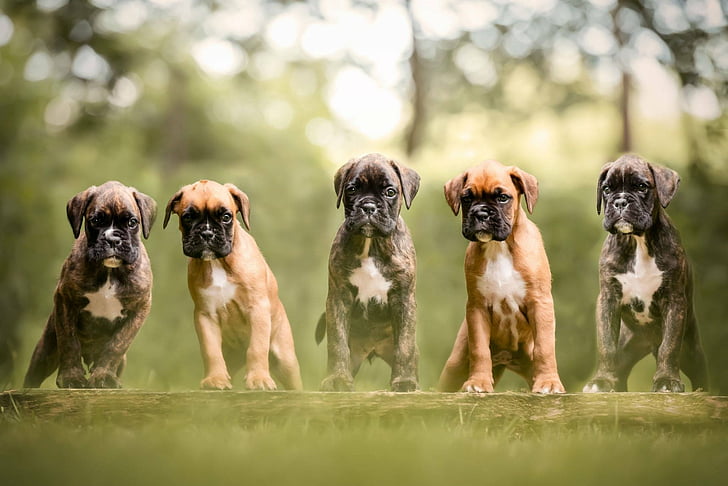 Dogs, Boxer, Baby Animal, Boxer (Dog), Dog, Pet, Puppy, HD wallpaper