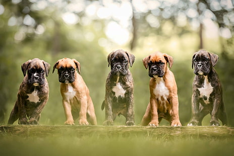 Psy, bokser, niemowlę, bokser (pies), pies, zwierzak, szczeniak, Tapety HD HD wallpaper