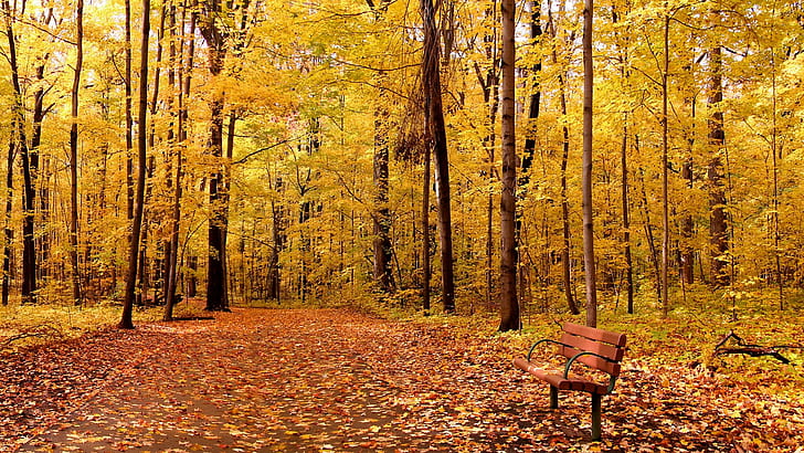 природа, деревья, лес, ветка, листья, осень, скамейка, дорожка, лес, HD обои