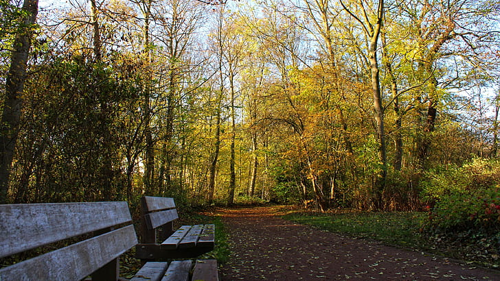 bench, benches, park, autumn, trail, forest path, forest, autumn landscape, autumn forest, HD wallpaper