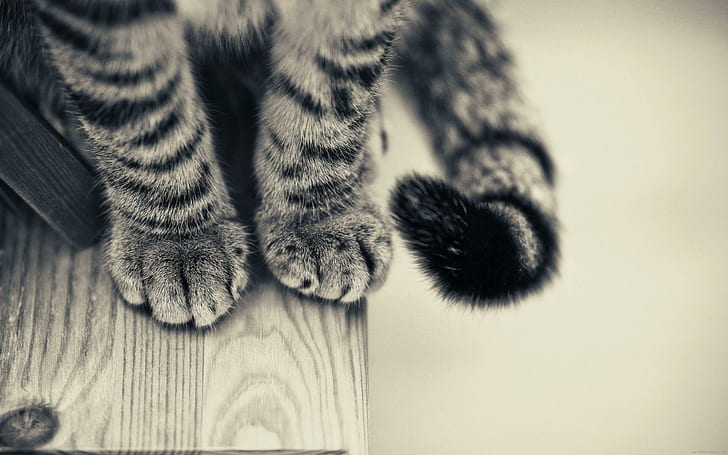 Cat paws, grey and black cat fur, cat, animal, paw, HD wallpaper