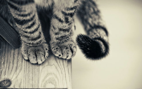 Cat paws, grey and black cat fur, cat, animal, paw, HD wallpaper HD wallpaper