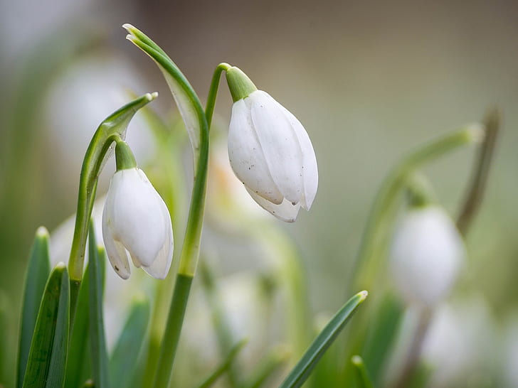 Spring flowers, snowdrops, tilt shift photo of white petaled flower, Spring, Flowers, Snowdrops, HD wallpaper
