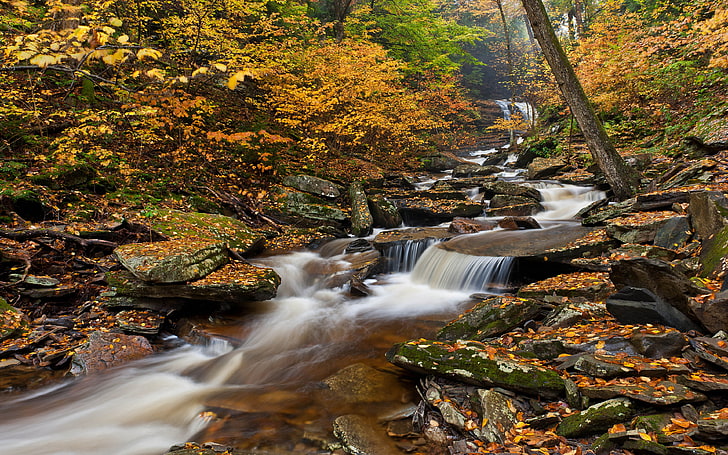 Ricketts Glen State Park Пенсильвания США Осенняя фотография Река Лесные деревья с красными листьями Скалы Вода Пейзаж Обои Hd 3840 × 2400, HD обои
