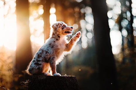pies, światło słoneczne, zwierzęta, owczarek australijski, Tapety HD HD wallpaper