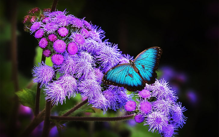 бабочка, цветы, фиолетовые цветы, насекомые, животные, HD обои