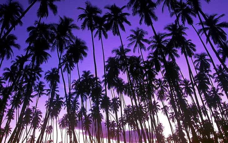 coqueiros verdes, praia, roxo, palmeiras, paisagem, amanhecer, HD papel de parede