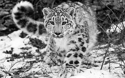 grayscale photography of leopard, snow leopard, snow, hunting, attention, black and white, HD wallpaper HD wallpaper