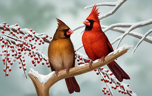 Птици, кардинал, птица, двойка, мъж, северен кардинал, зима, жена, HD тапет HD wallpaper